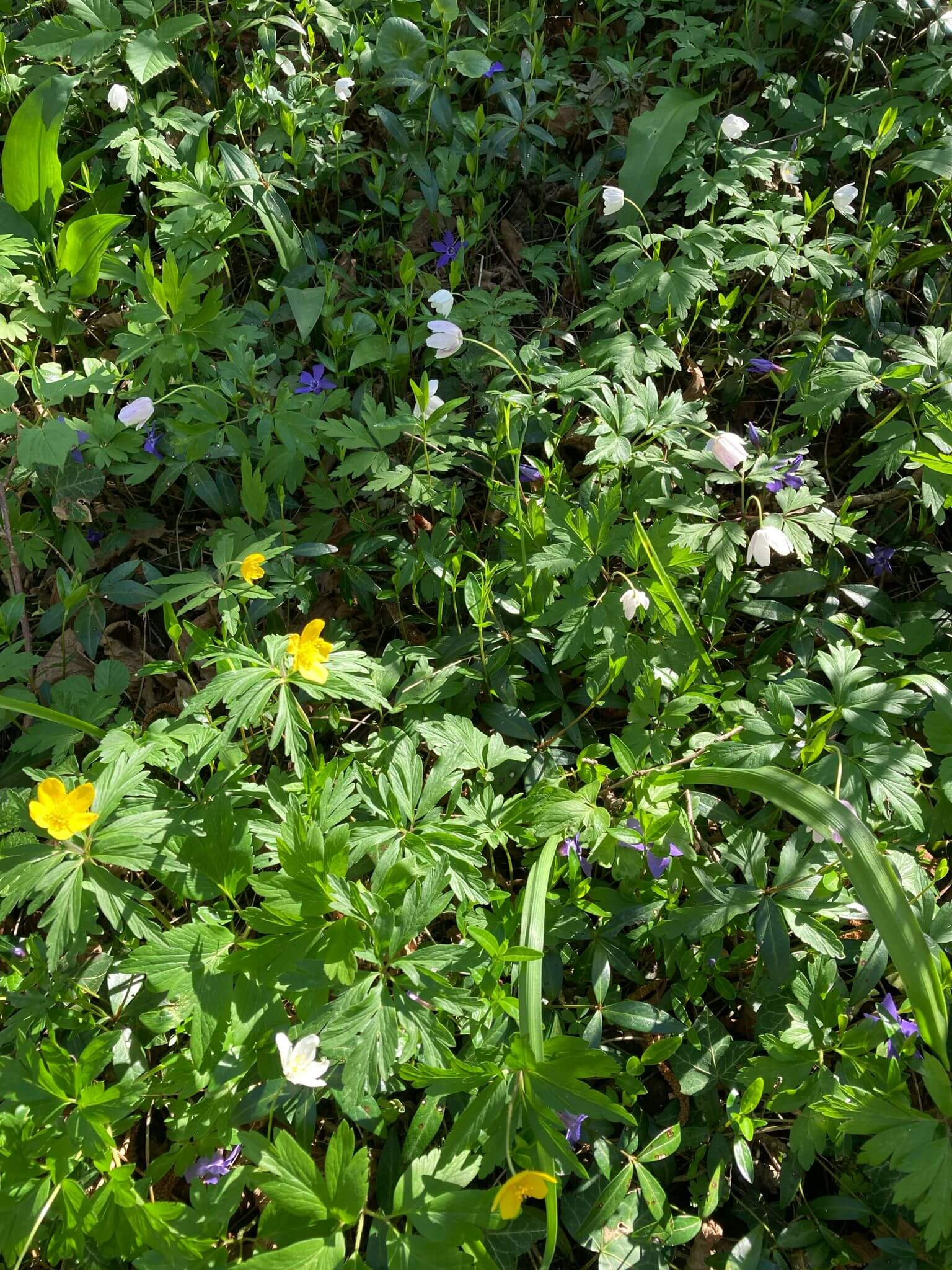 2025-04-07 - 10.36.20 - Fleurs