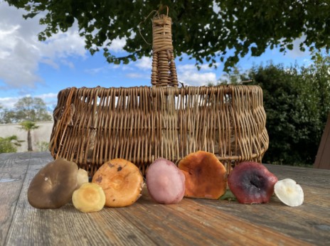 Sortie découverte des champignons